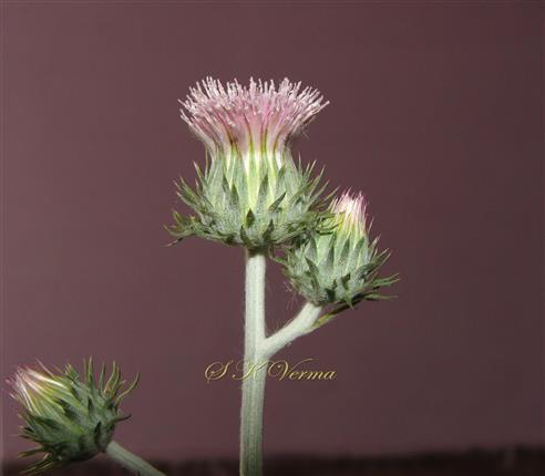 Capitula with involucre